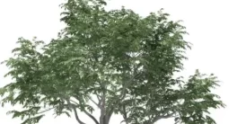 Sparrow’s Forester v1.5.7 Crack for Cinema 4D 2025 Download