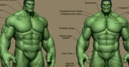 Superhero Anatomy Course – The Hulk Free Download