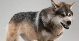 vfxgrace Realistic Eurasian Wolf 3D Model Crack Download