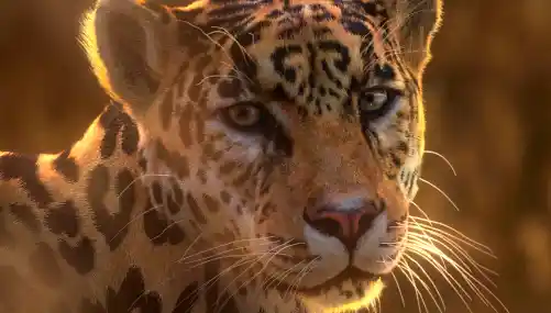 Jaguar Panthera Onca Blender Model (VfxGrace) Crack Download