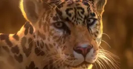 VfxGrace Jaguar Panthera Onca Blender Crack Download