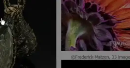 Sparrow's Helicon Focus Pro v7.0.2 Crack Download