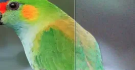 Updated version Topaz Photo v1.2 Cracked Download