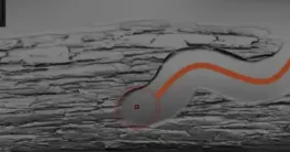 ZBrush detailing brushes pack Bark & Wood Brushes Crack Download