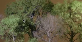 Foliage VOL.45 Beech Trees Unreal Engine Full Free Download