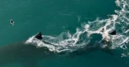 Gnomon Introduction to Houdini Fluids Course Full Free Download