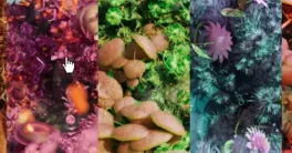 Mossify Full Crack (Blender 4.4) Free Download