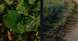 Blender Latest - Graswald v0.12 + Assets Complete Free Download