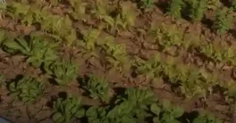 Unreal Engine 9 Foliage Collection + Foliage Plugin Download 2026